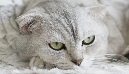 长兴2026年最新杭州高端商务伴游招聘网渠道分享(最方便真实的长兴茉莉伴游伴游天下全国联盟方法)