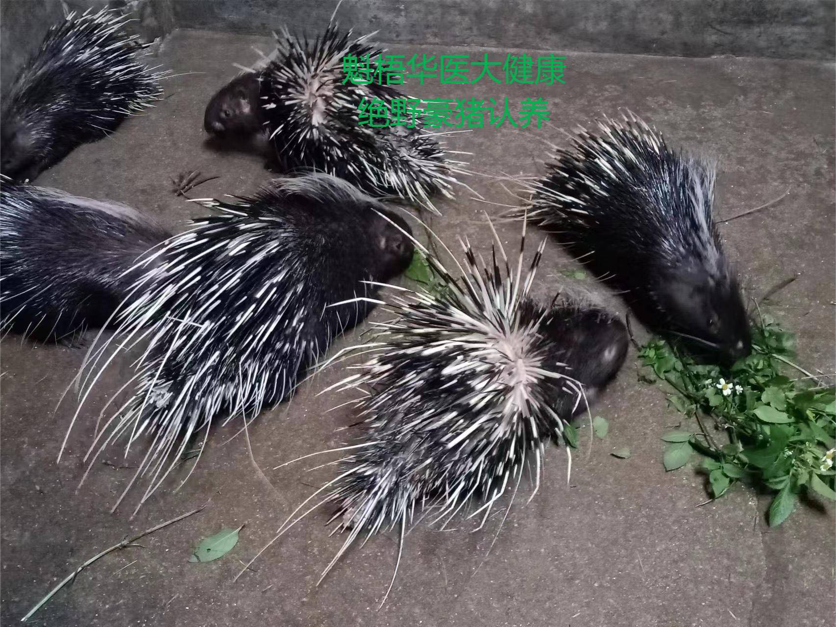 最新豪猪回收商家方法分析(最方便真实的长兴豪猪卖去什么地方方法)